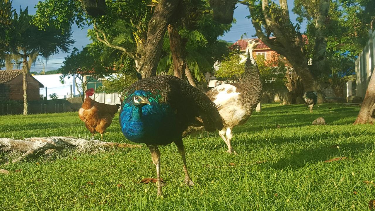 Pousada Pavao Branco ฟลอเรียนอโปลิส ภายนอก รูปภาพ