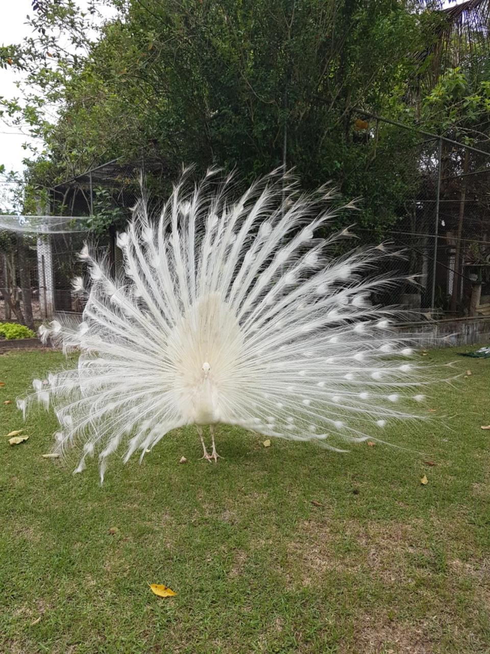 Pousada Pavao Branco ฟลอเรียนอโปลิส ภายนอก รูปภาพ